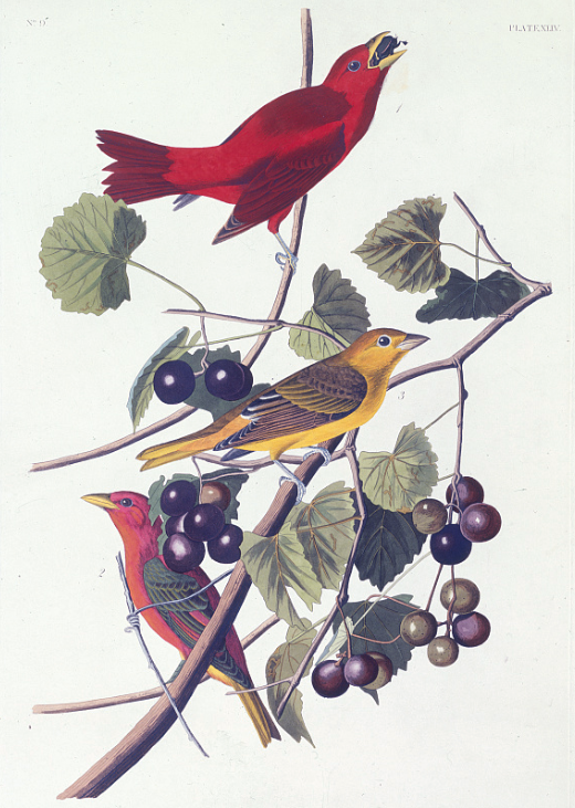 Summer red bird. Tanager. Color engraving by R. Havell, after drawing by John J. Audubon. Elephant folio, 1827-1838. Rare Book Division. Sourced from Library of Congress.