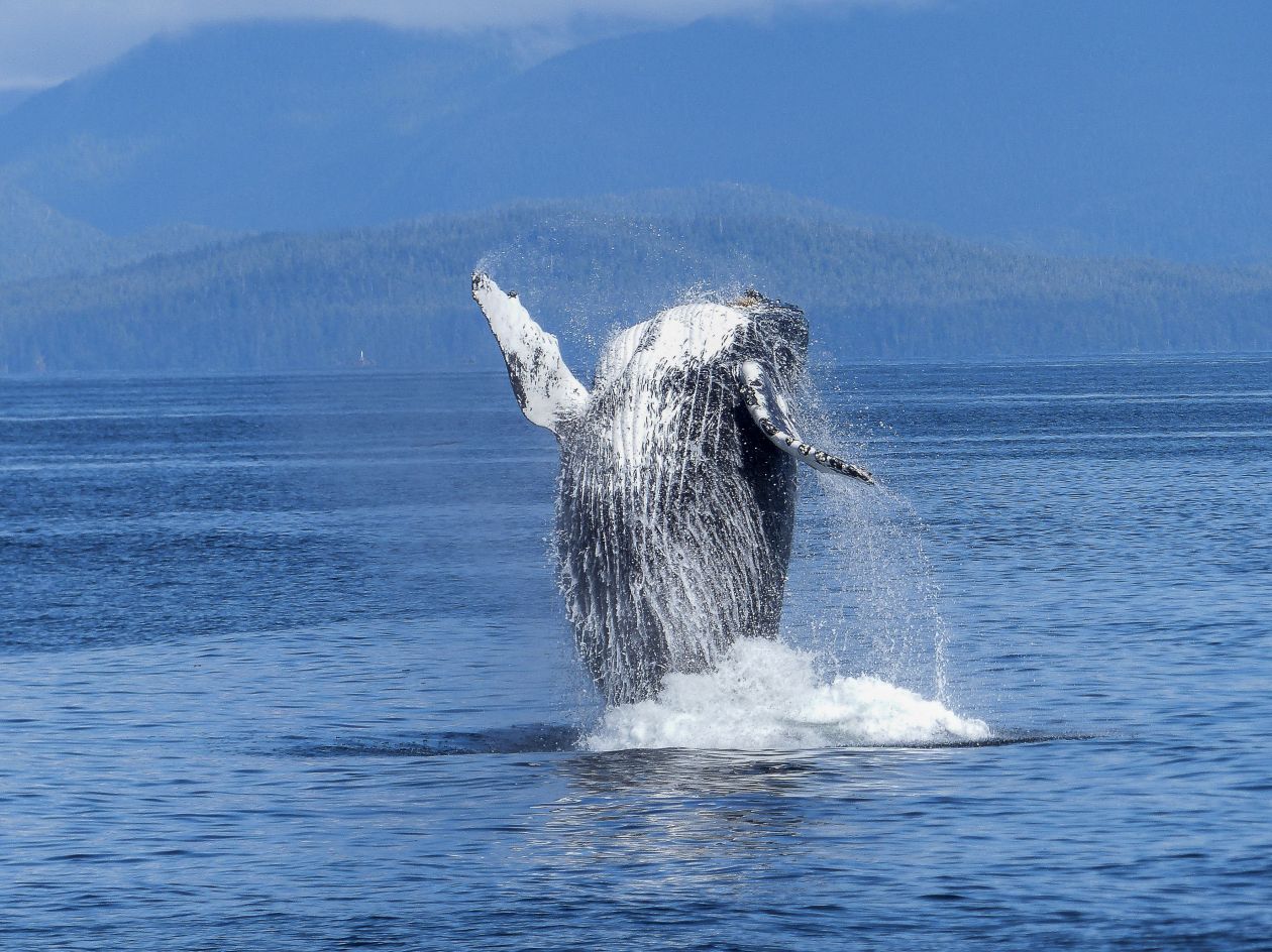 Whale breaching water