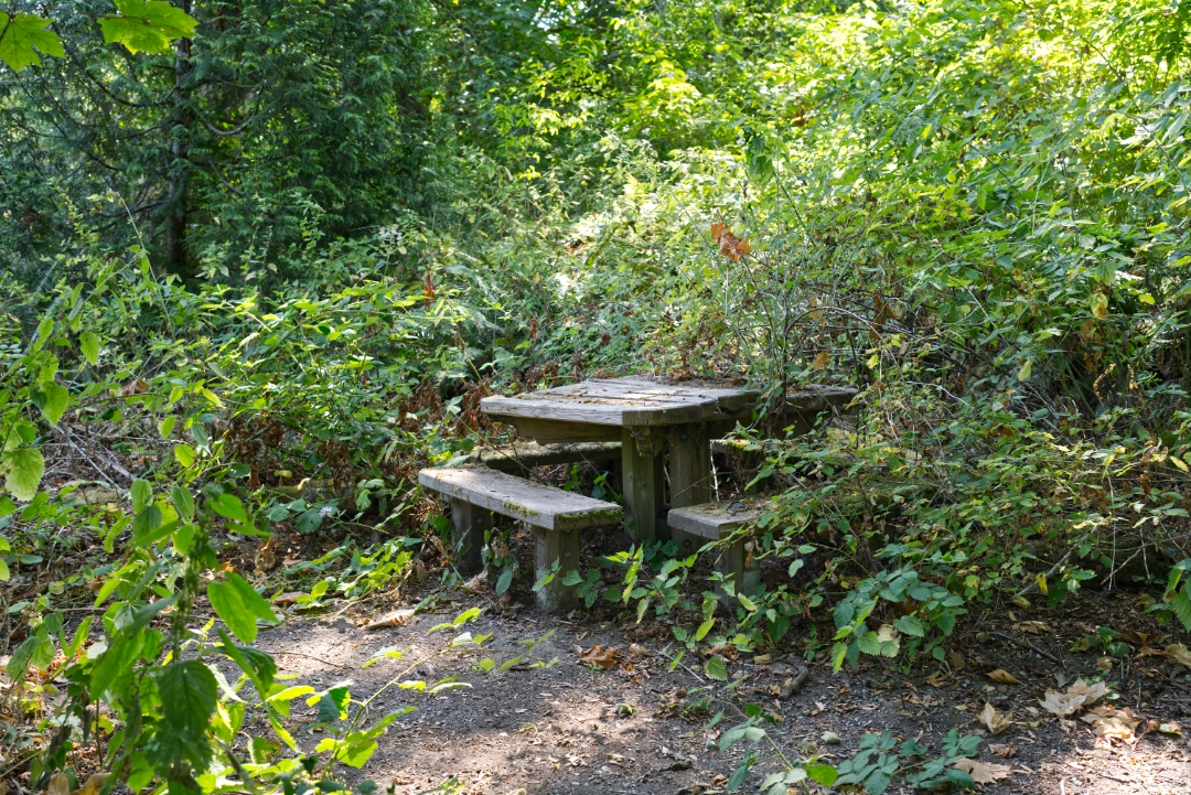 An old, overgrown table at the park.