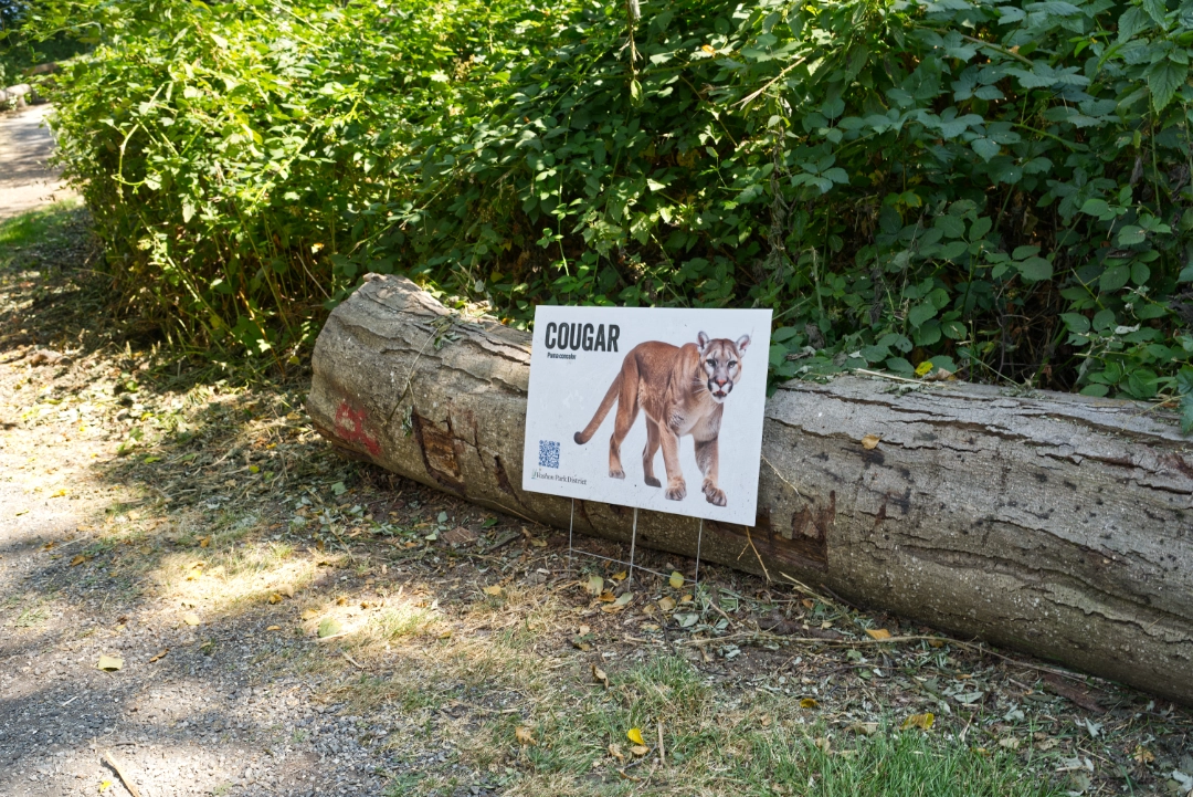 Didn't see any cougars on our walk either (probably for the better).