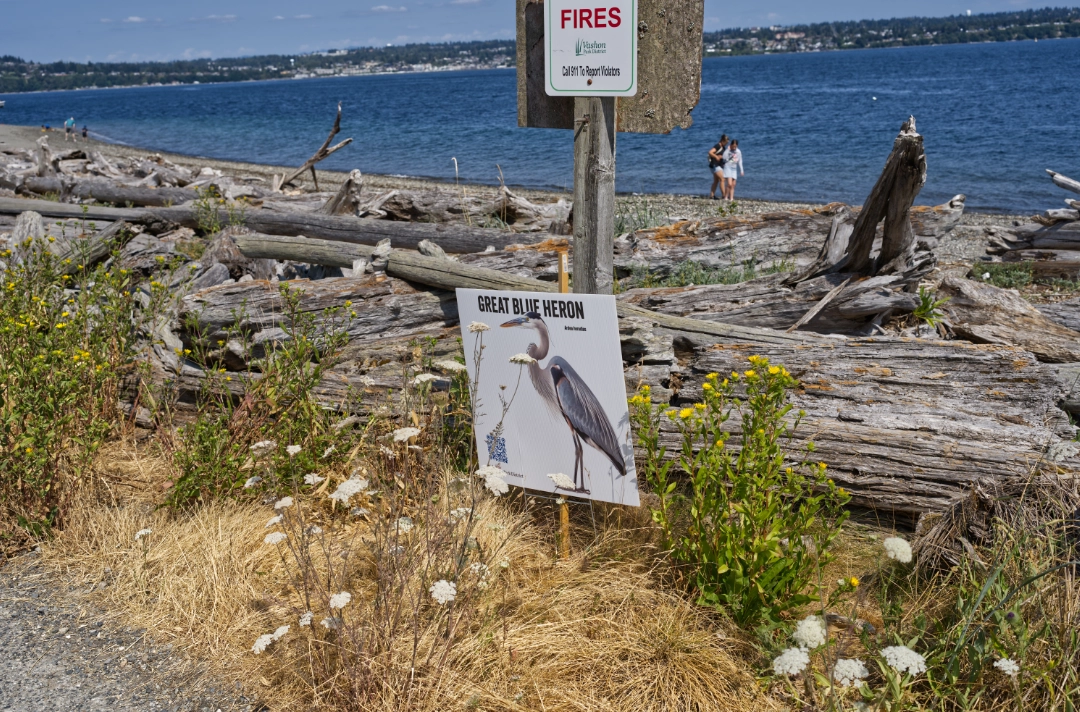 A sign for a Great Blue Heron near the Vashon Island coast.