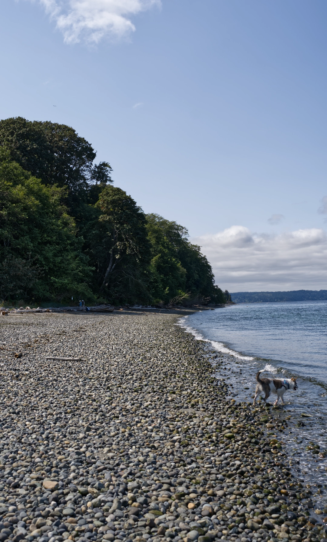 Vashon Island coastline.