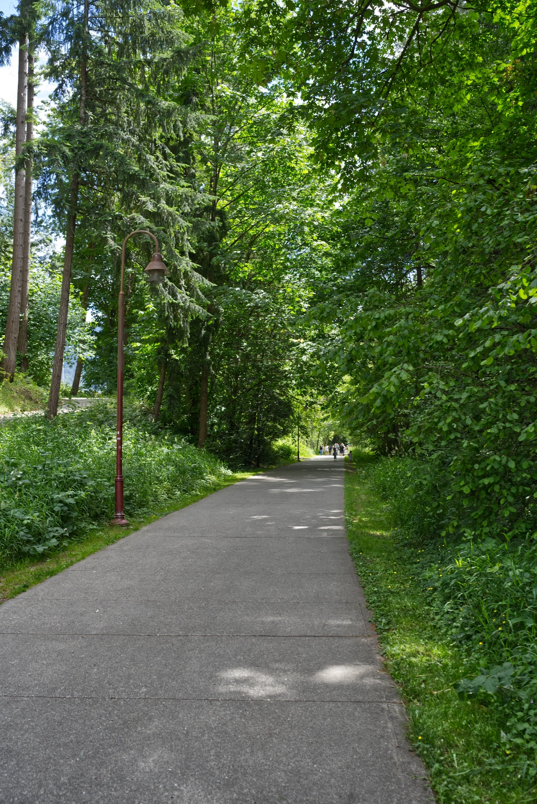 Trail leading to Jakob Two Trees in Issaquah.