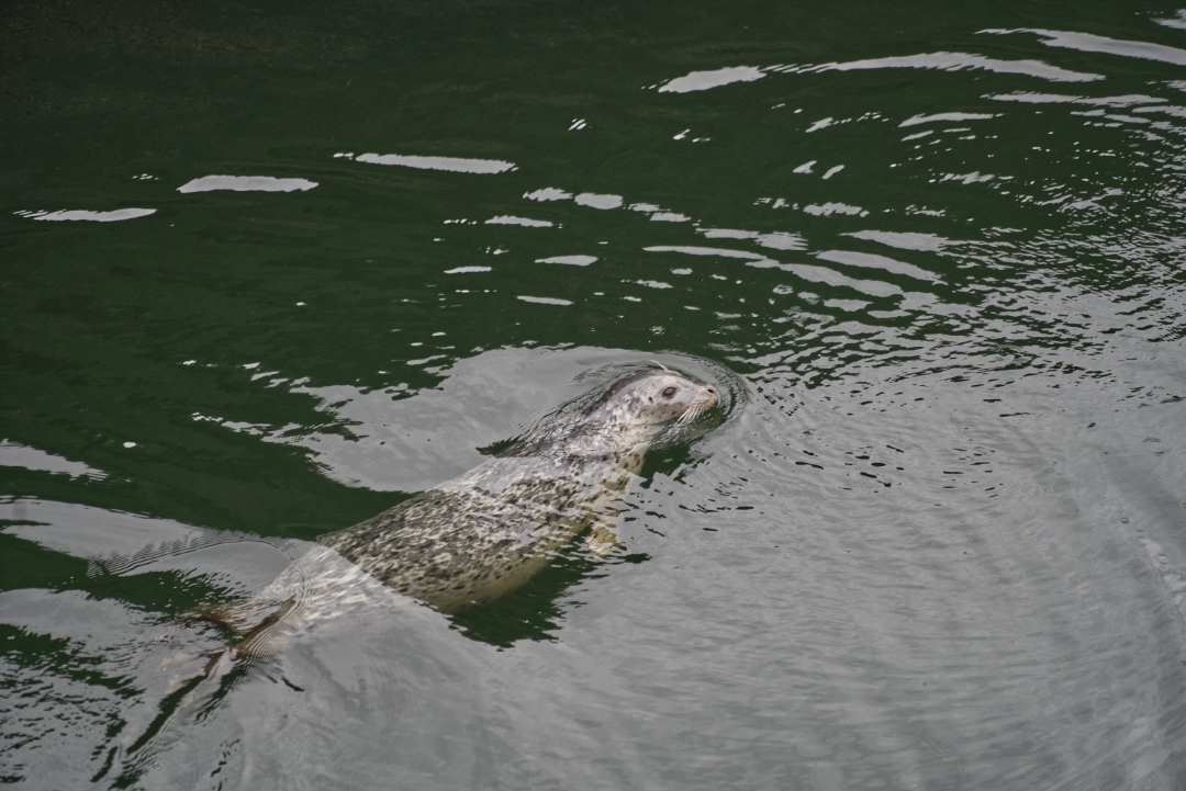 A seal swimming in the water near the Ballard Locks.