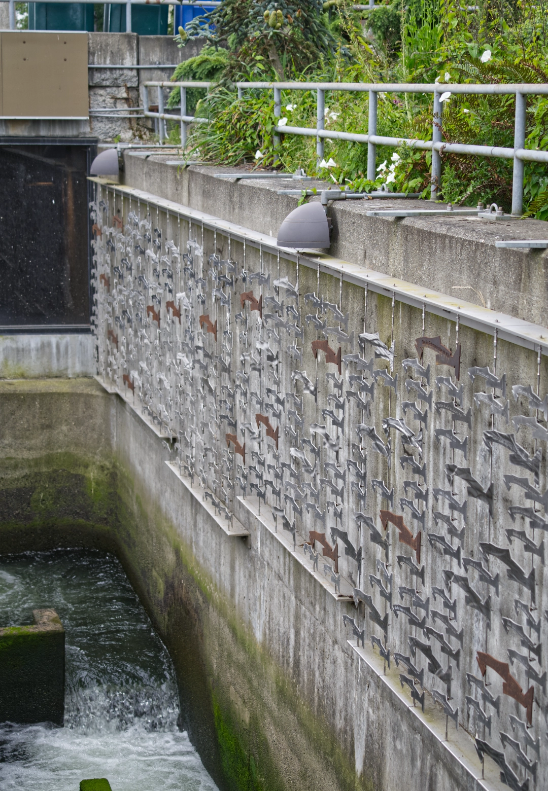 Fish ladder at the Ballard Locks.