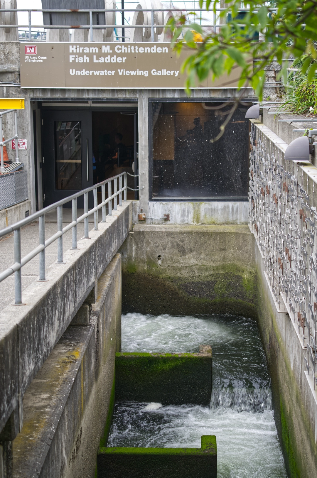 Fish ladder at the Ballard Locks.