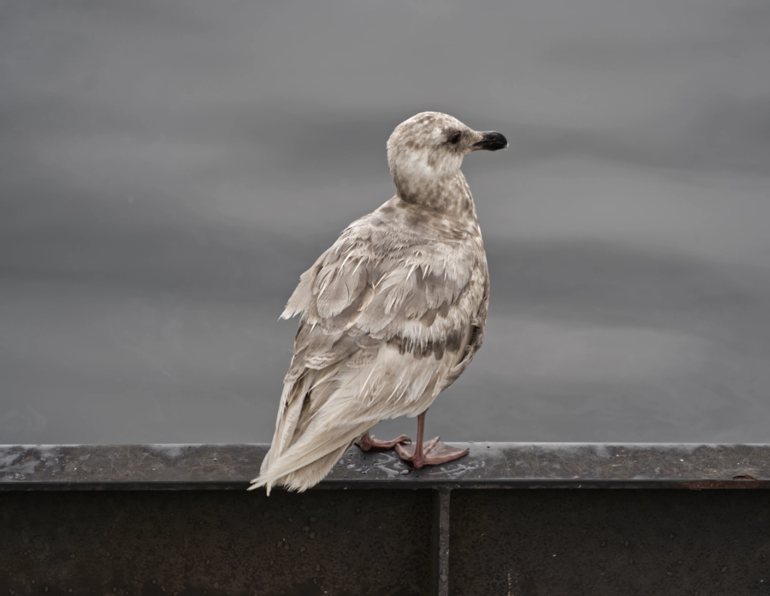 A seagull enjoying the breeze.