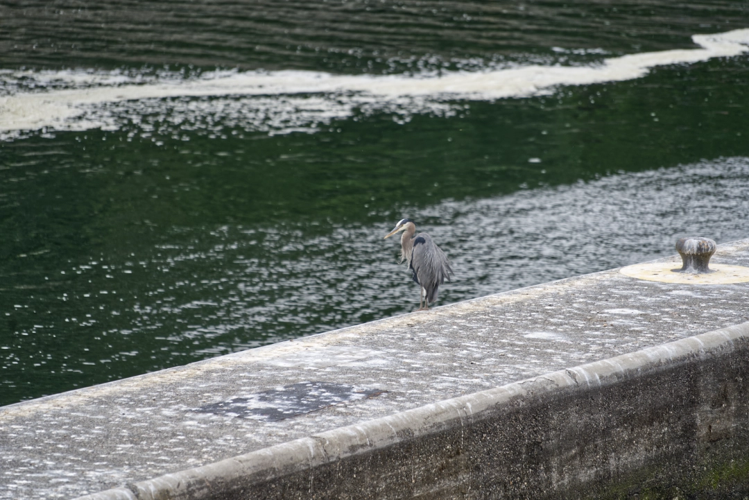 A blue heron hanging out near the Ballard Locks.