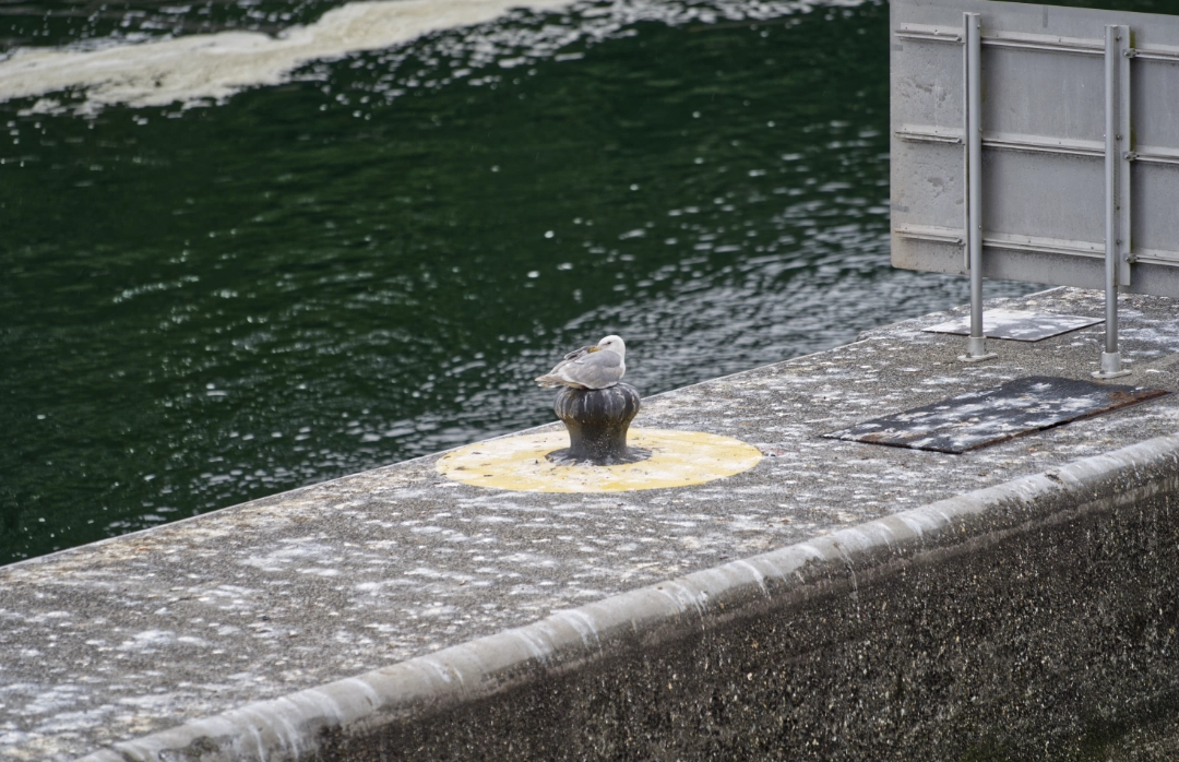 A seagull trying to stay warm.