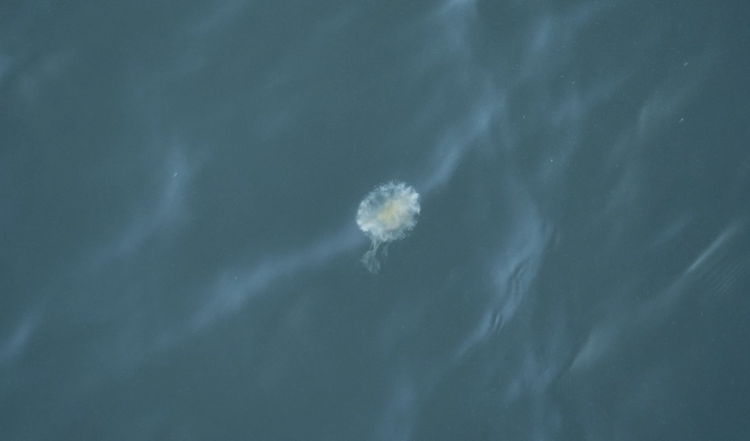 A jellyfish swimming around the ferry.