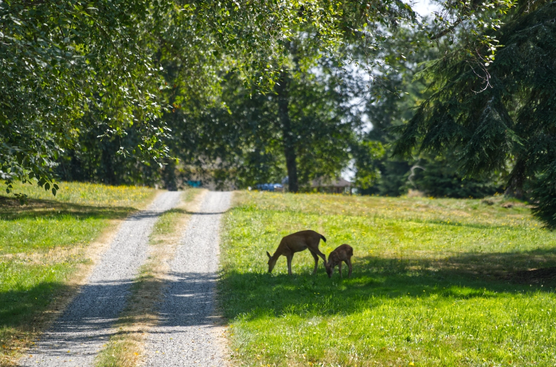 Local wildlife enjoying the peace and quiet away from the city.